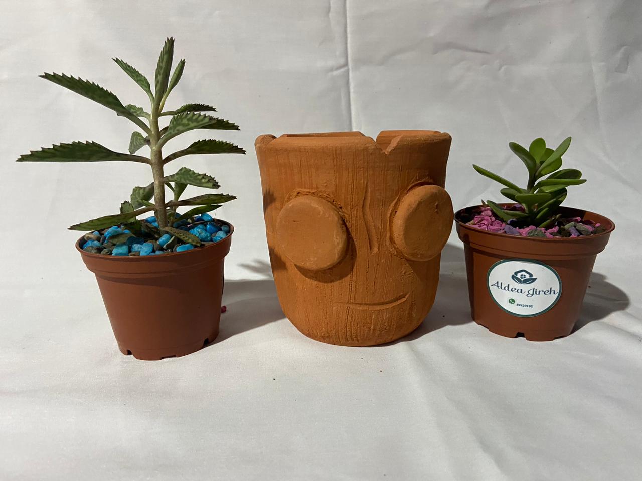 Groot Macetero